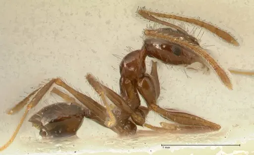 Pheidole makilingi specimen FOCOL1390-1 image focol1390-1_4