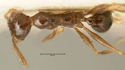 Pheidole makilingi specimen FOCOL1390-2 image focol1390-2_1