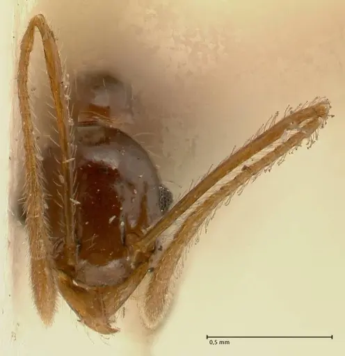 Pheidole makilingi specimen FOCOL1390-2 image focol1390-2_2