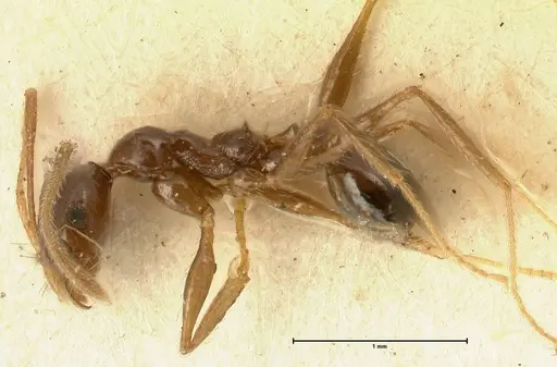Pheidole makilingi specimen FOCOL1390-2 image focol1390-2_3