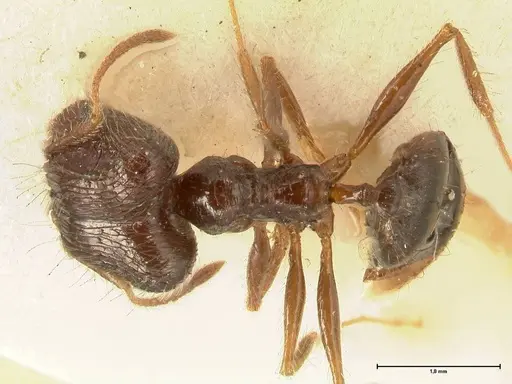 Pheidole makilingi specimen FOCOL1391 image focol1391_1