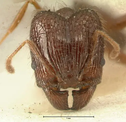 Pheidole makilingi specimen FOCOL1391 image focol1391_2