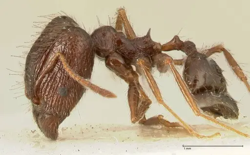 Pheidole makilingi specimen FOCOL1391 image focol1391_3