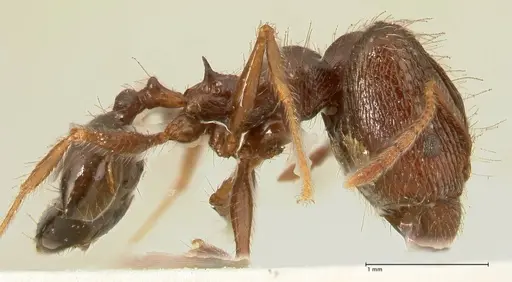 Pheidole makilingi specimen FOCOL1391 image focol1391_4