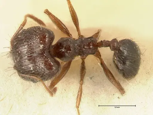 Pheidole makilingi specimen FOCOL1392 image focol1392_1