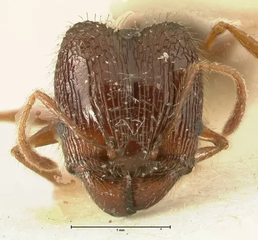 Pheidole makilingi specimen FOCOL1392 image focol1392_2
