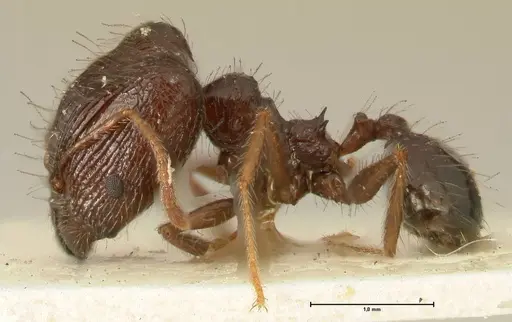 Pheidole makilingi specimen FOCOL1392 image focol1392_3