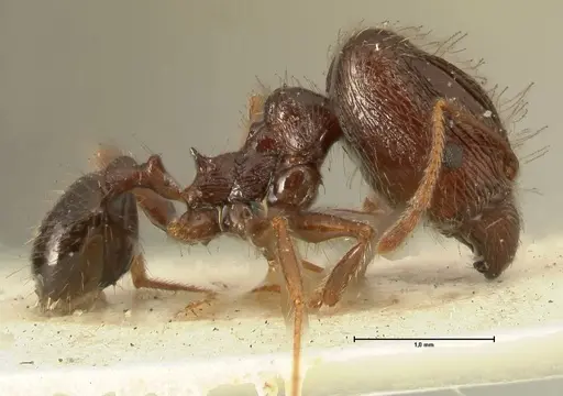 Pheidole makilingi specimen FOCOL1392 image focol1392_4