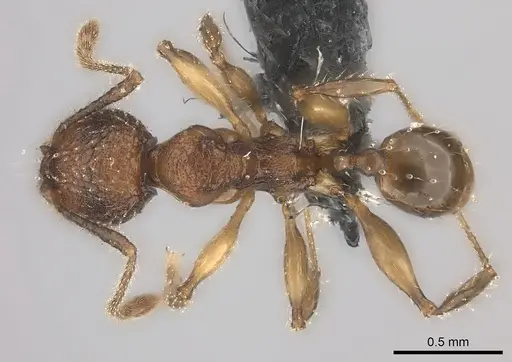 Pheidole makirovana specimen CASENT0150555 image casent0150555_1