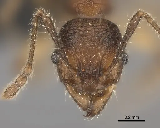 Pheidole makirovana specimen CASENT0150555 image casent0150555_2
