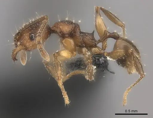 Pheidole makirovana specimen CASENT0150555 image casent0150555_3