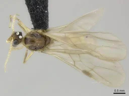 Pheidole makirovana specimen CASENT0150556 image casent0150556_1