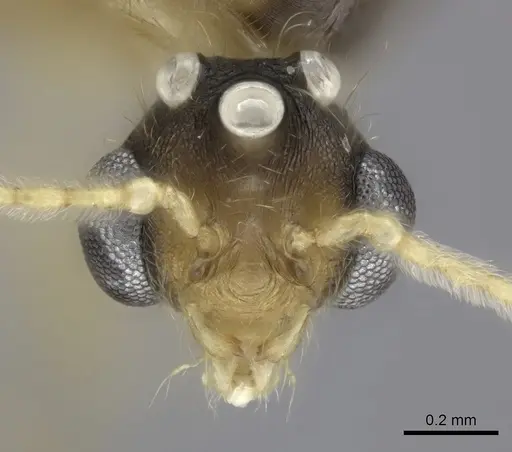 Pheidole makirovana specimen CASENT0150556 image casent0150556_2