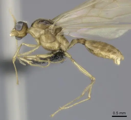 Pheidole makirovana specimen CASENT0150556 image casent0150556_3