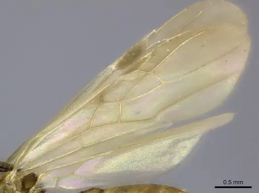 Pheidole makirovana specimen CASENT0150556 image casent0150556_4