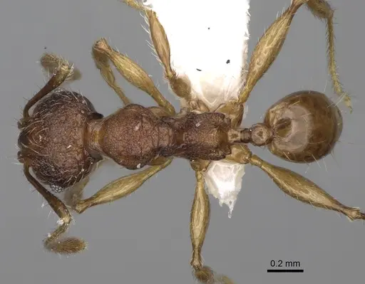 Pheidole makirovana specimen CASENT0198558 image casent0198558_1