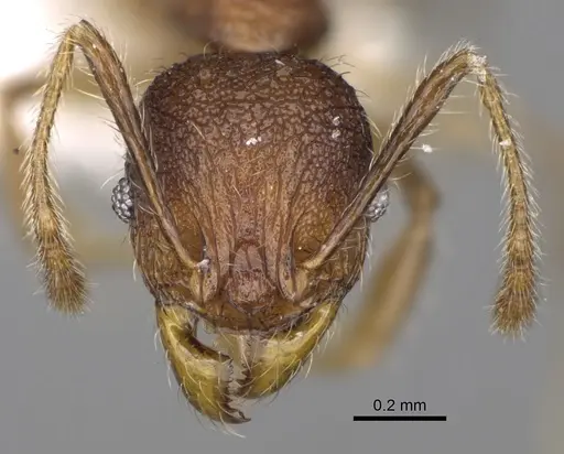 Pheidole makirovana specimen CASENT0198558 image casent0198558_2