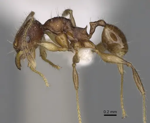 Pheidole makirovana specimen CASENT0198558 image casent0198558_3