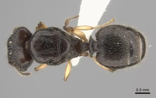 Pheidole makirovana specimen CASENT0198572 image casent0198572_1