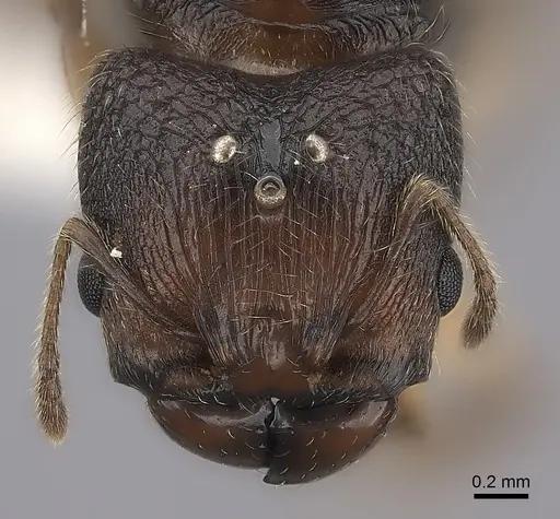 Pheidole makirovana specimen CASENT0198572 image casent0198572_2