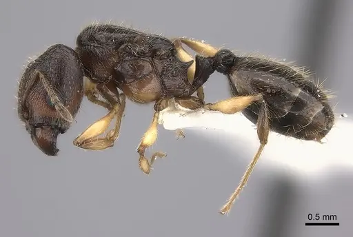 Pheidole makirovana specimen CASENT0198572 image casent0198572_3