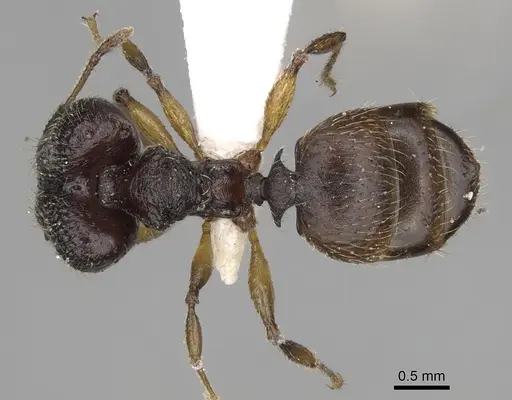 Pheidole makirovana specimen CASENT0198898 image casent0198898_1