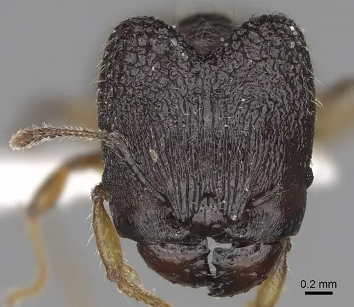 Pheidole makirovana specimen CASENT0198898 image casent0198898_2
