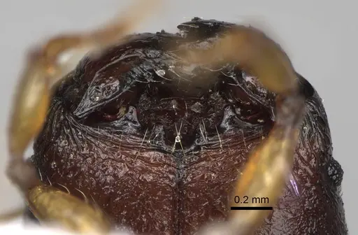 Pheidole makirovana specimen CASENT0198898 image casent0198898_3