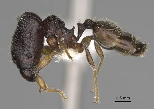 Pheidole makirovana specimen CASENT0198898 image casent0198898_4