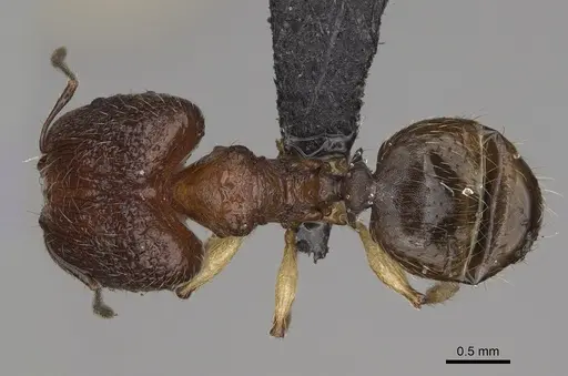 Pheidole makirovana specimen CASENT0231036 image casent0231036_1