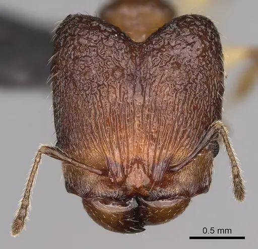 Pheidole makirovana specimen CASENT0231036 image casent0231036_2