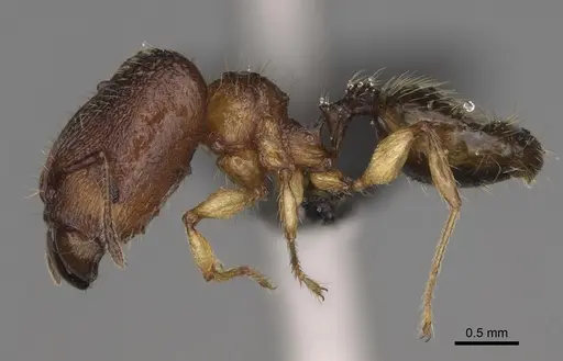 Pheidole makirovana specimen CASENT0231036 image casent0231036_4
