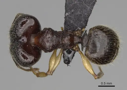 Pheidole makirovana specimen CASENT0231059 image casent0231059_1