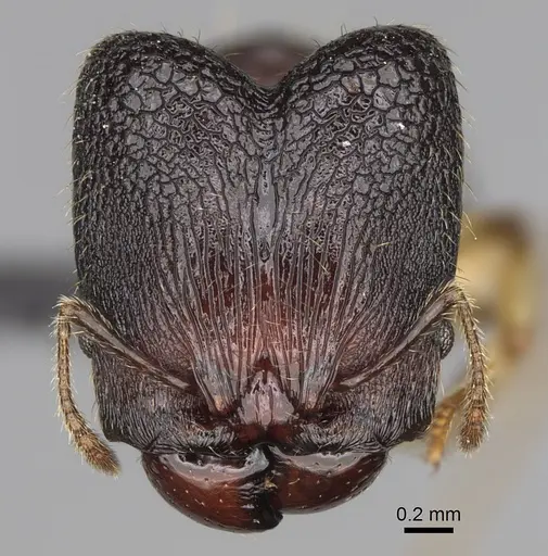 Pheidole makirovana specimen CASENT0231059 image casent0231059_2