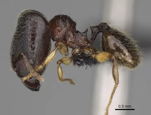 Pheidole makirovana specimen CASENT0231059 image casent0231059_4