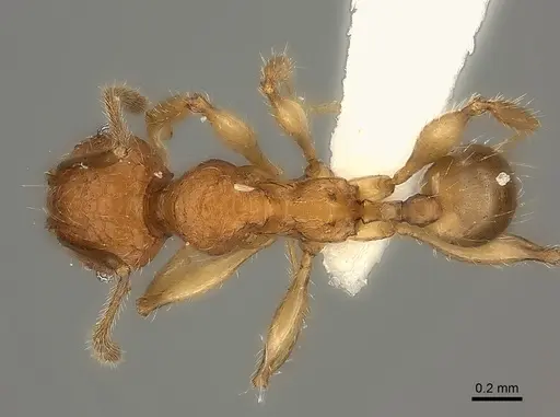 Pheidole makirovana specimen CASENT0235044 image casent0235044_1