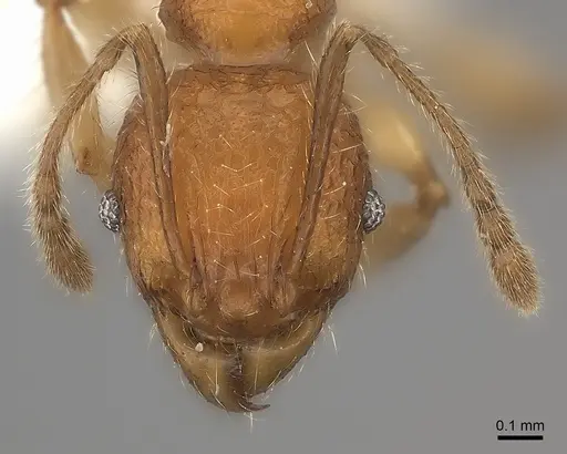 Pheidole makirovana specimen CASENT0235044 image casent0235044_2