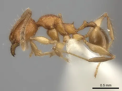 Pheidole makirovana specimen CASENT0235044 image casent0235044_3