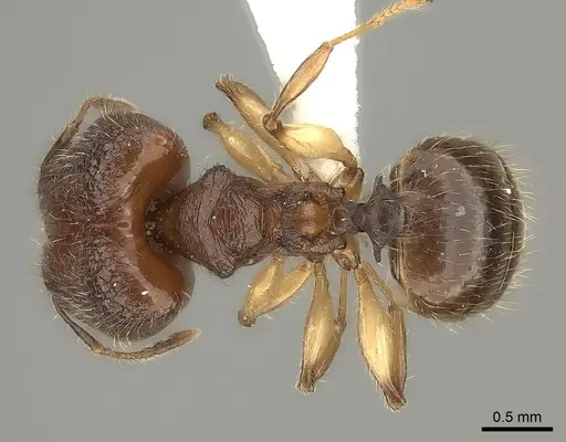 Pheidole makirovana specimen CASENT0235045 image casent0235045_1
