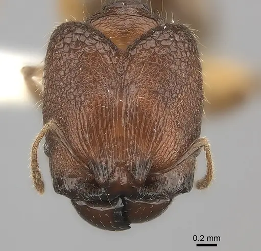 Pheidole makirovana specimen CASENT0235045 image casent0235045_2