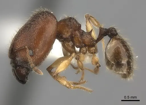 Pheidole makirovana specimen CASENT0235045 image casent0235045_3