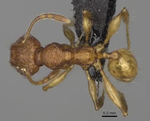Pheidole makirovana specimen CASENT0495016 image casent0495016_1