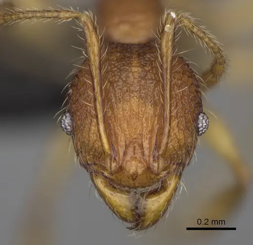 Pheidole makirovana specimen CASENT0495016 image casent0495016_2