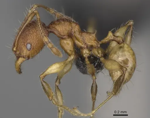 Pheidole makirovana specimen CASENT0495016 image casent0495016_3