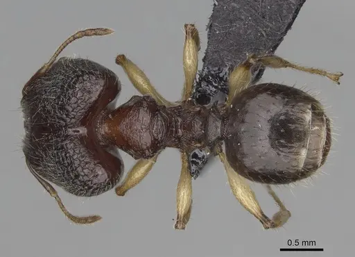 Pheidole makirovana specimen CASENT0495019 image casent0495019_1