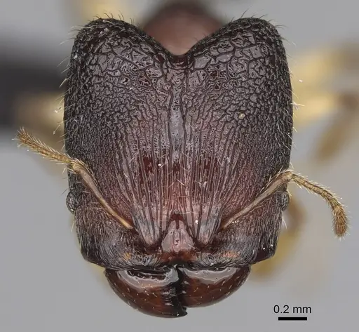 Pheidole makirovana specimen CASENT0495019 image casent0495019_2
