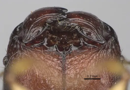 Pheidole makirovana specimen CASENT0495019 image casent0495019_3