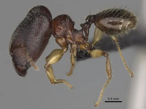 Pheidole makirovana specimen CASENT0495019 image casent0495019_4