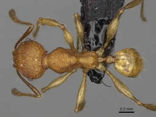 Pheidole makirovana specimen CASENT0923174 image casent0923174_1