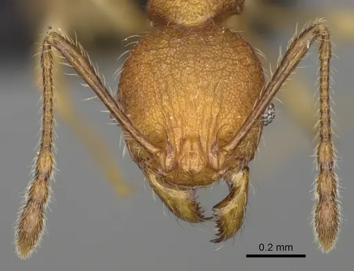 Pheidole makirovana specimen CASENT0923174 image casent0923174_2